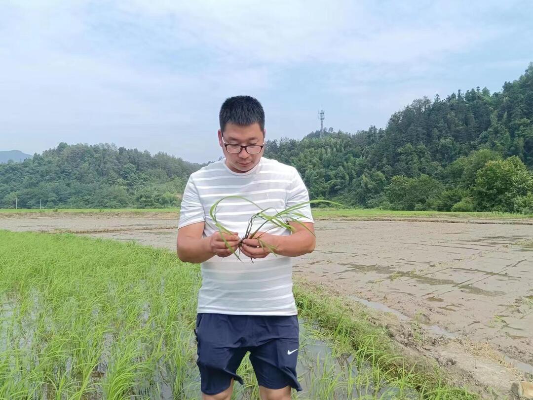 邵阳绥宁：种粮户投资百万购农机 深耕脚下田端牢手中碗