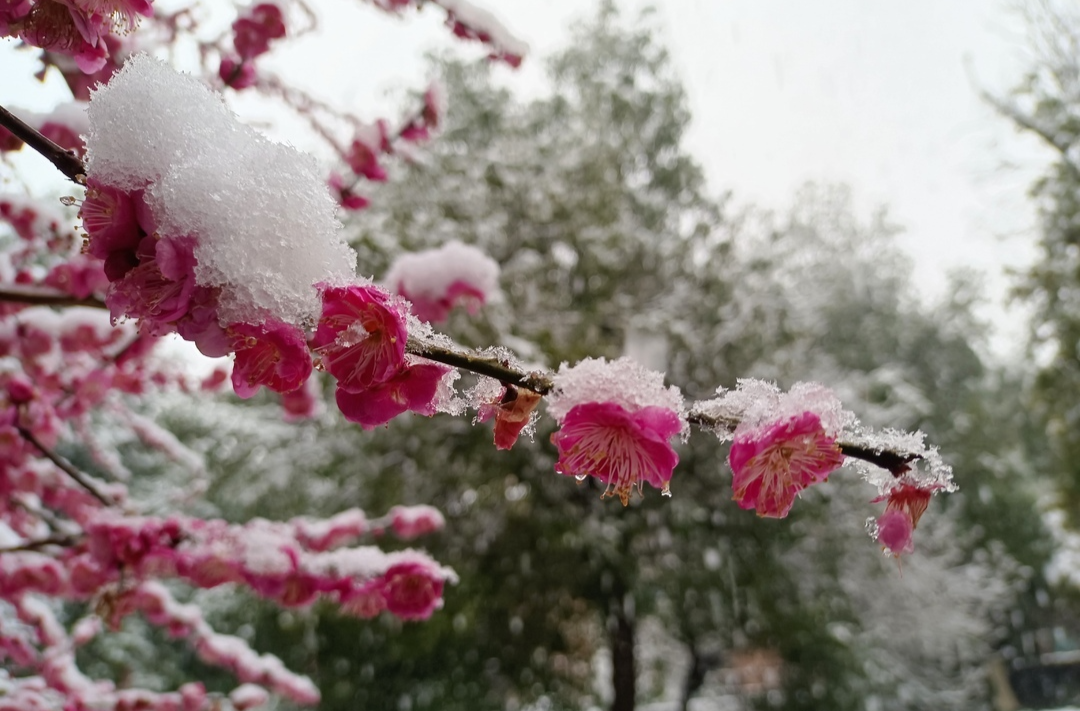 飞雪迎春 红梅俏丽