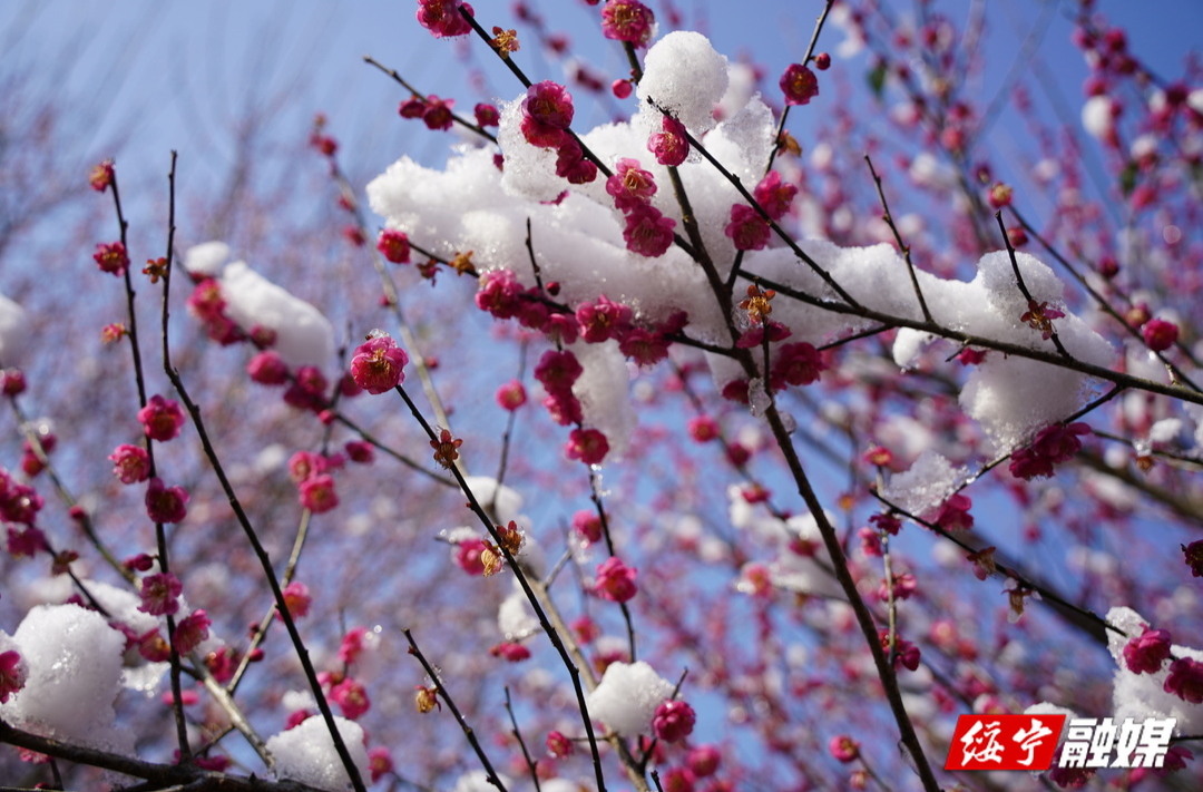 傲雪寒梅俏枝头 赏花留影醉游人