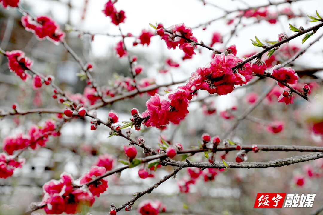 绥宁：大团侗寨雪中桃花笑迎春风