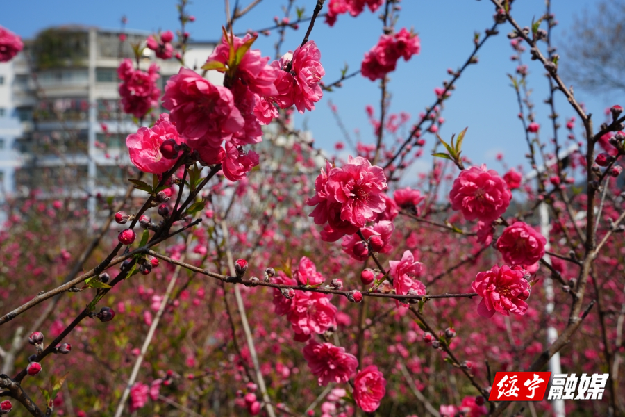 绥宁：桃花盛开满园春  春不醉来人自醉