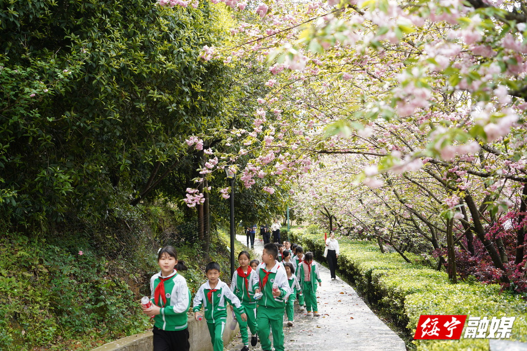 绥宁：樱花烂漫春正好