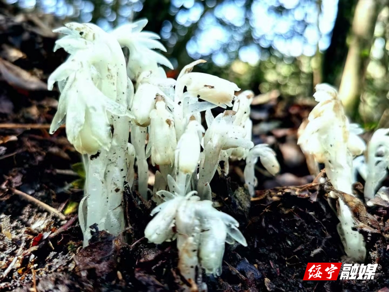 武阳镇大干村发现绝美水晶兰