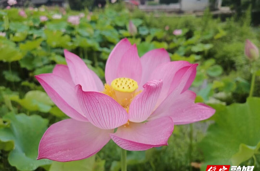 插柳村：百亩荷花竞相绽放“醉”游人