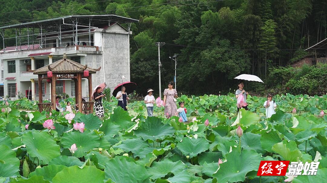 关峡乡：荷花盛开迎客来