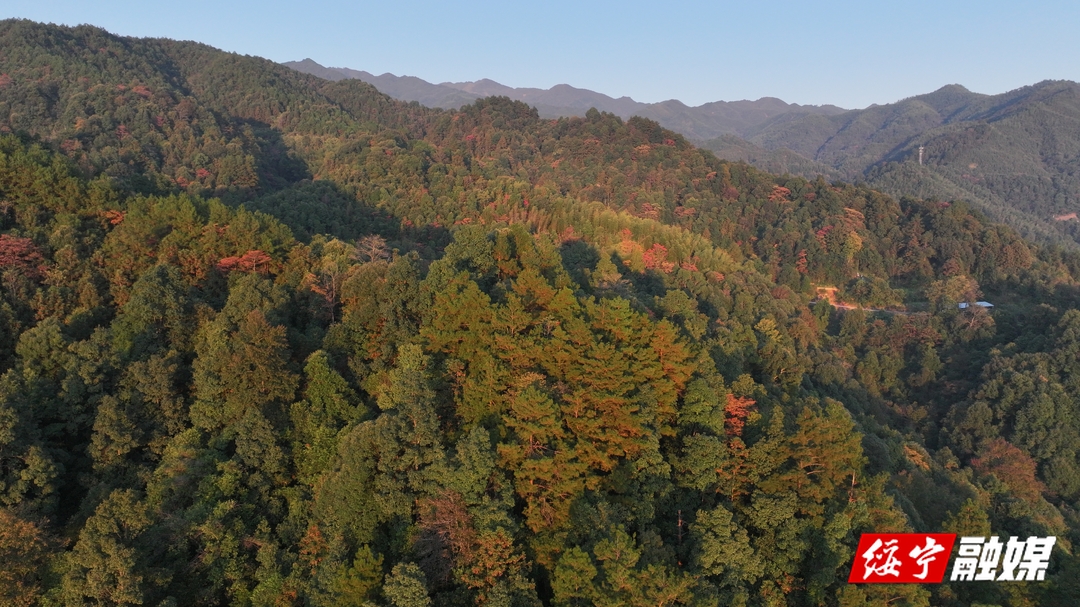 绥宁：秋染大地美如画