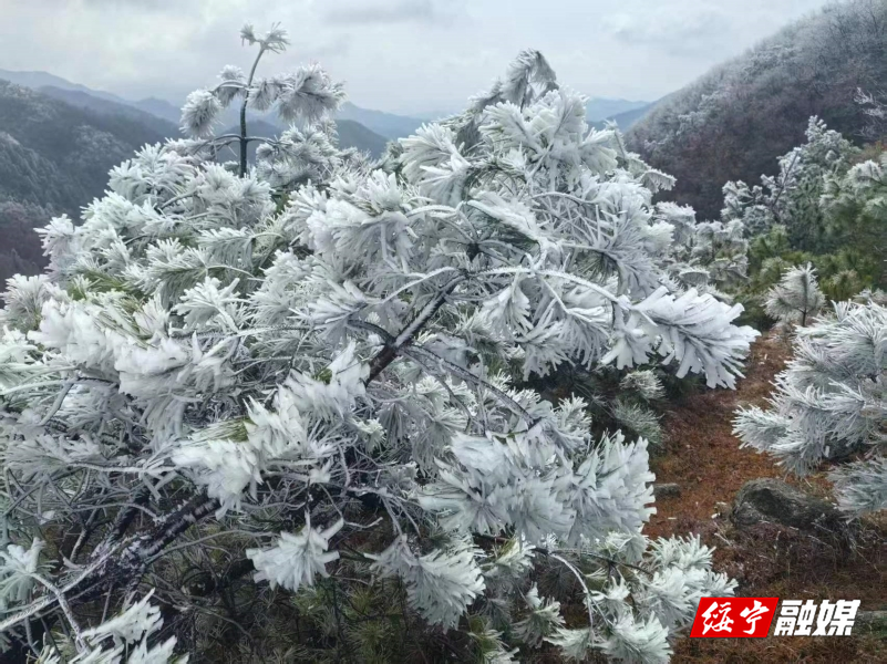 绥宁：奇美雾凇扮靓冬日仙境