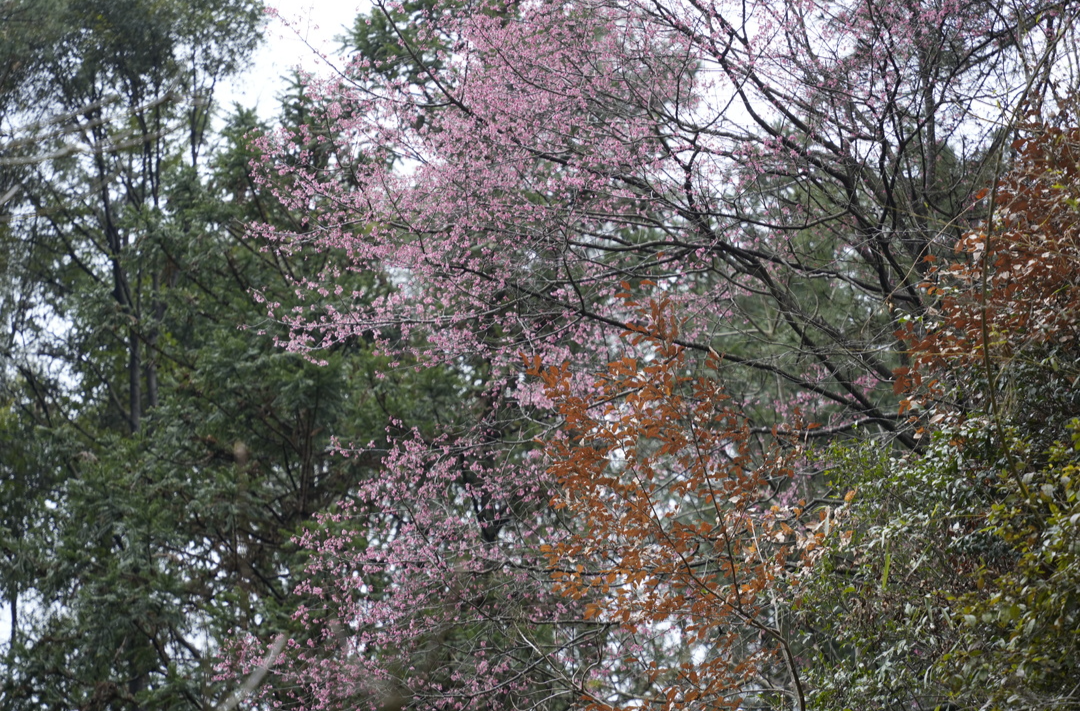 绥宁：野樱花盛开 山间春意浓