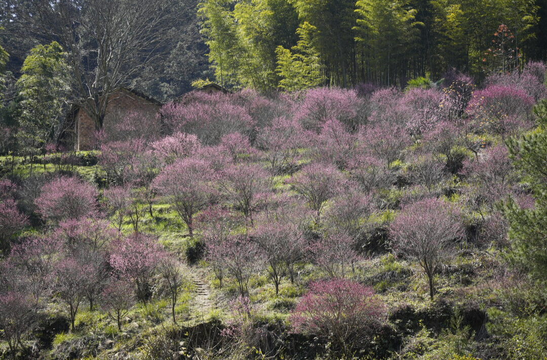 春暖花开日 正是踏青时