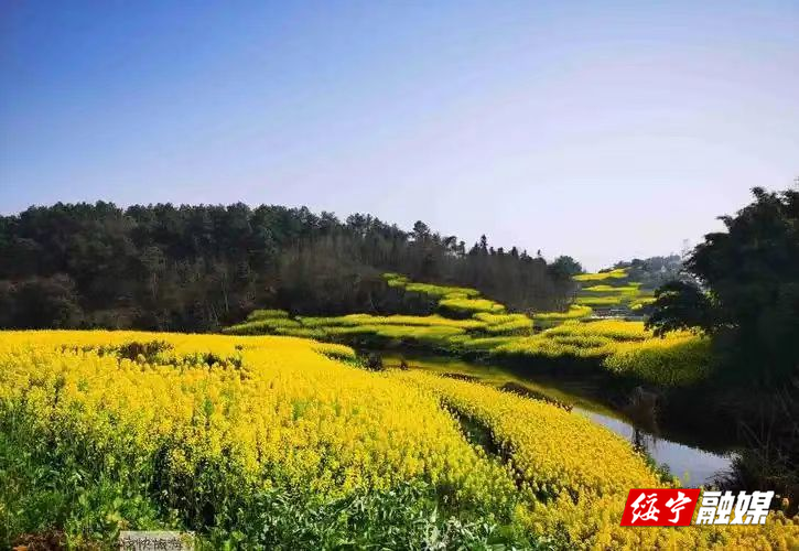 东山乡油茶花开得正旺