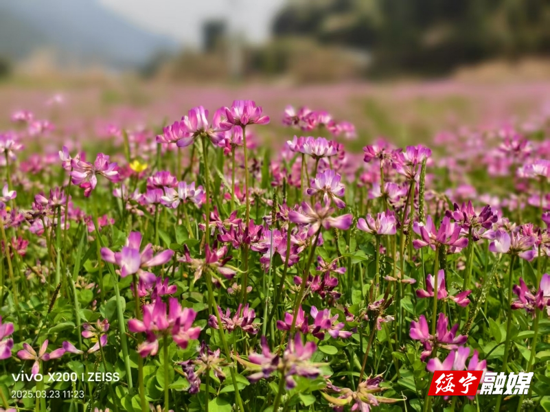 绥宁：紫云英花开 春日踏青正当时