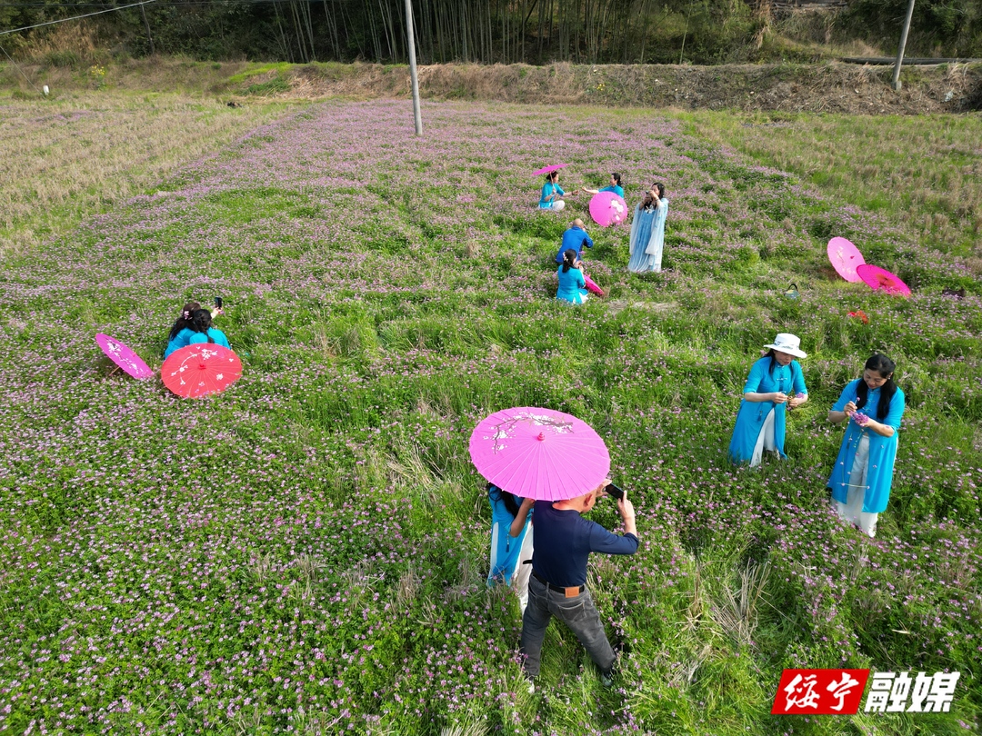 紫云英花开田野引客来