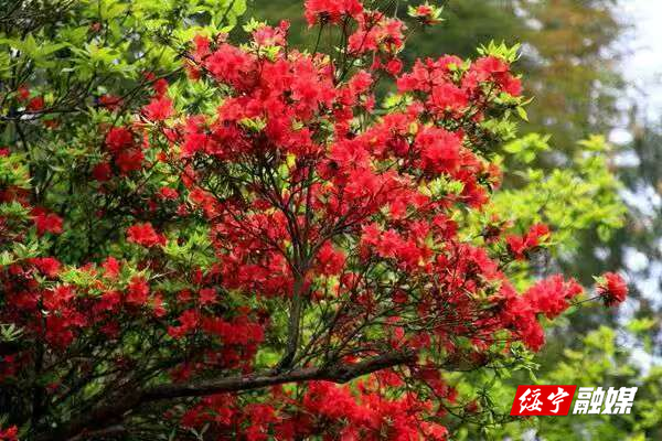 东山乡：登云山上杜鹃绽放绚烂春光