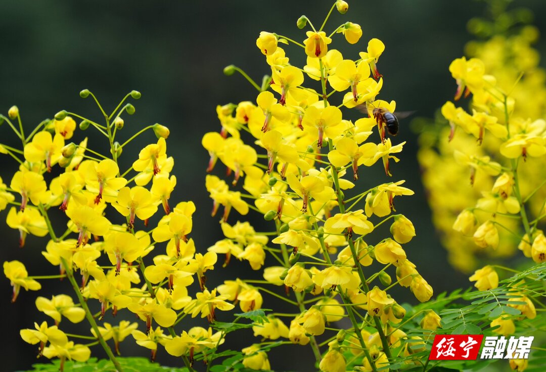 山花烂漫点缀春光