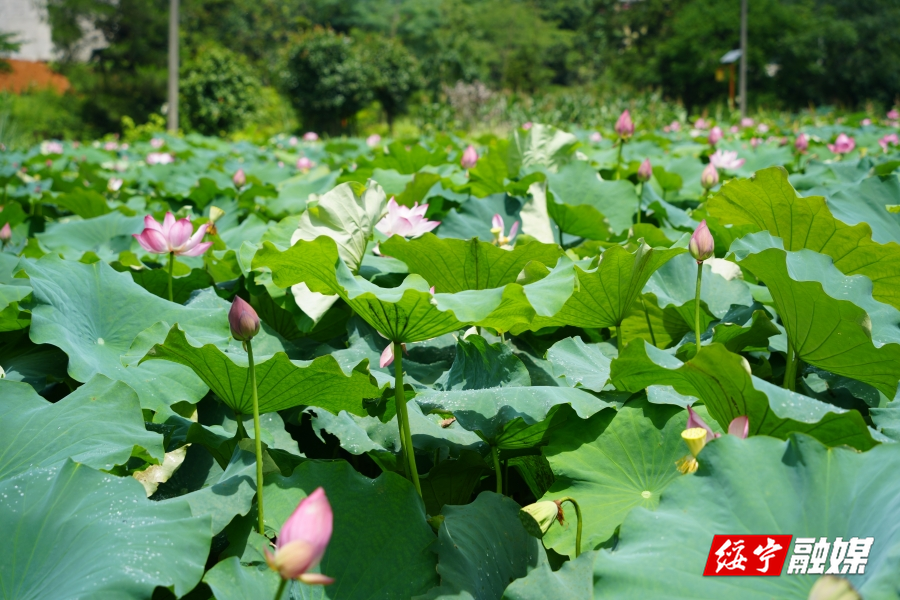 绥宁花园阁国家湿地公园：荷花绽放，共赴夏日浪漫之约