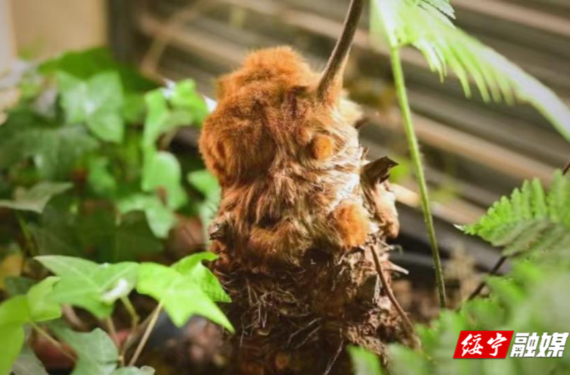 绥宁花园阁国家湿地公园首现集中分布金毛狗蕨