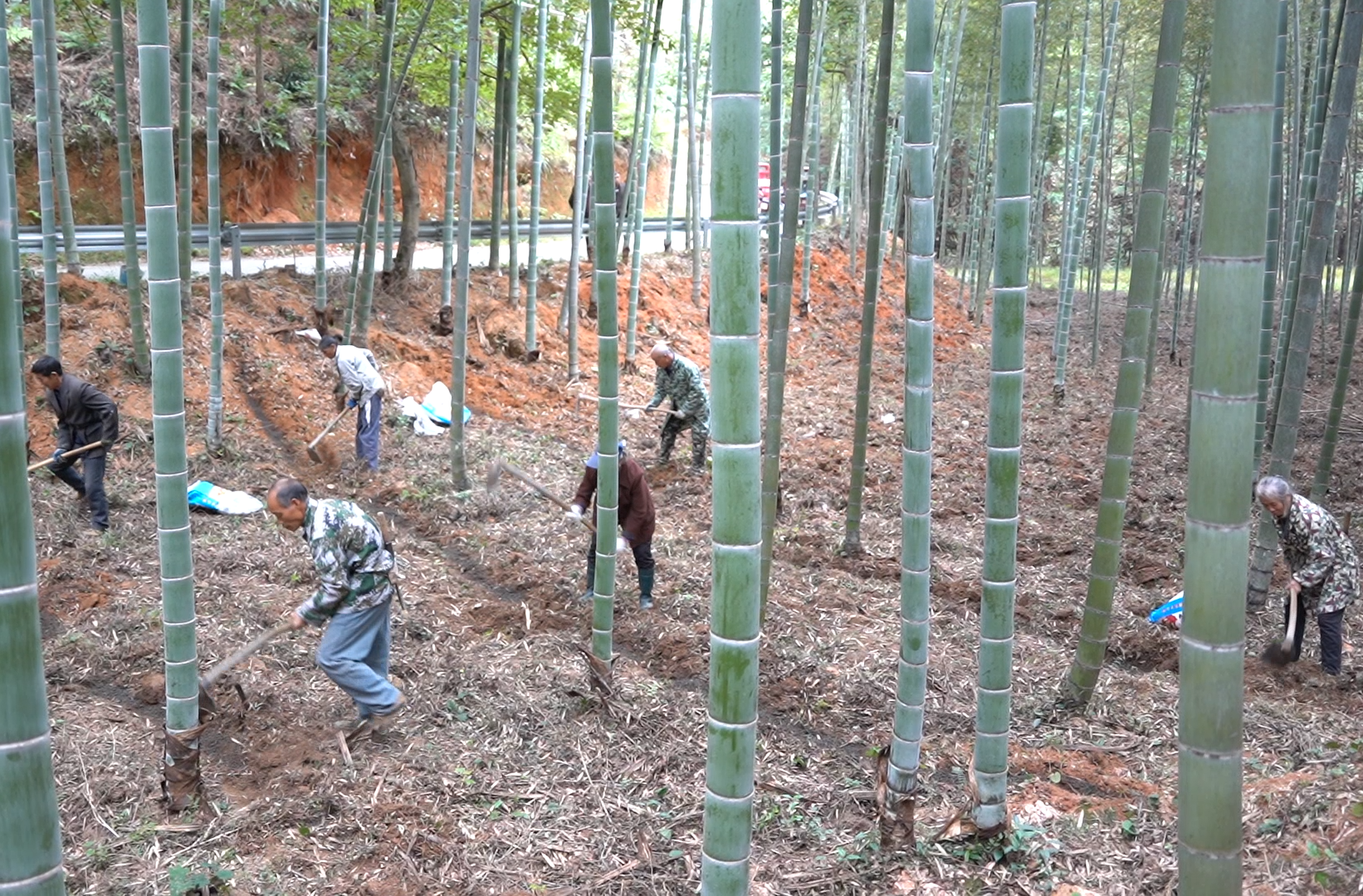 绥宁县：南竹丰产培育如火如荼，夯实竹产业发展根基