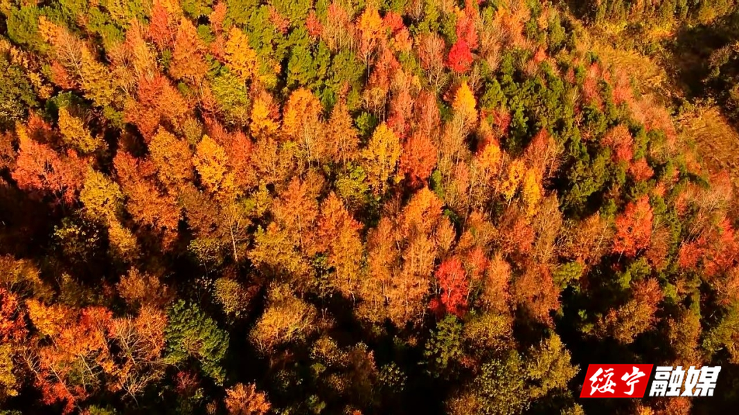 绥宁：初冬多地披彩 层林尽染引客来