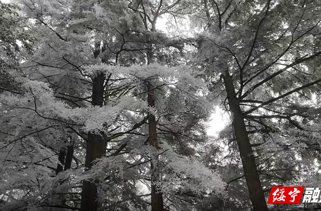 绥宁：初冬雾凇冰雪绘就“童话森林”