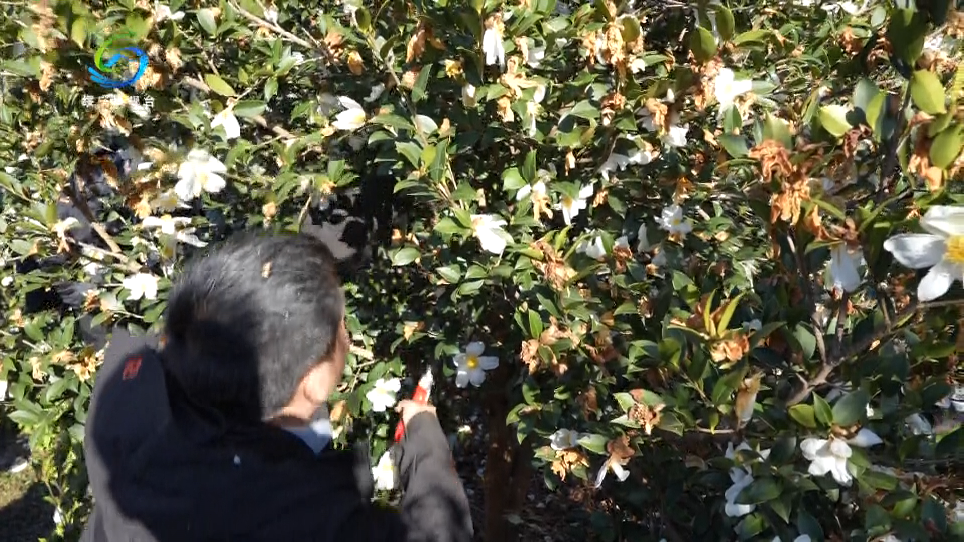 视频 | 绥宁：冬剪“金钥匙”送田间，油茶丰收有盼头