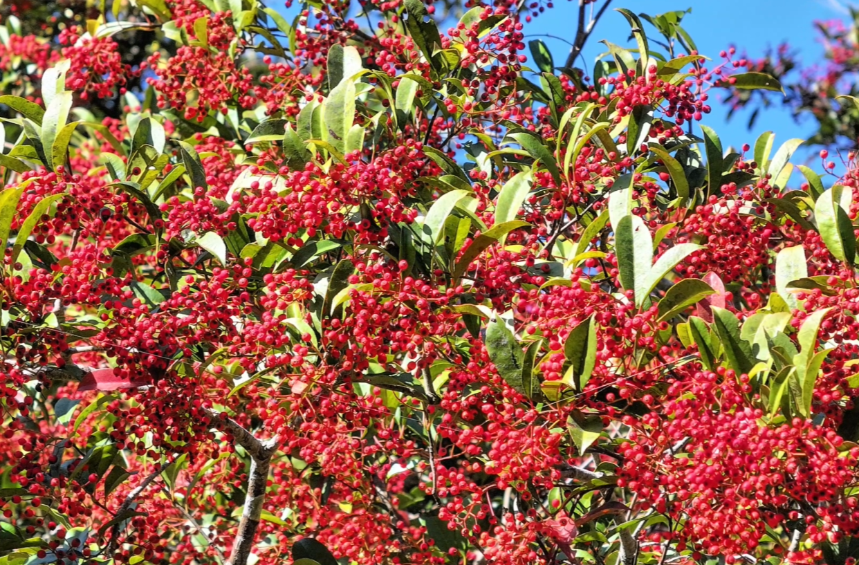 绥宁黄桑鸳鸯岛初冬生机勃勃，光叶石楠红妆缀绿