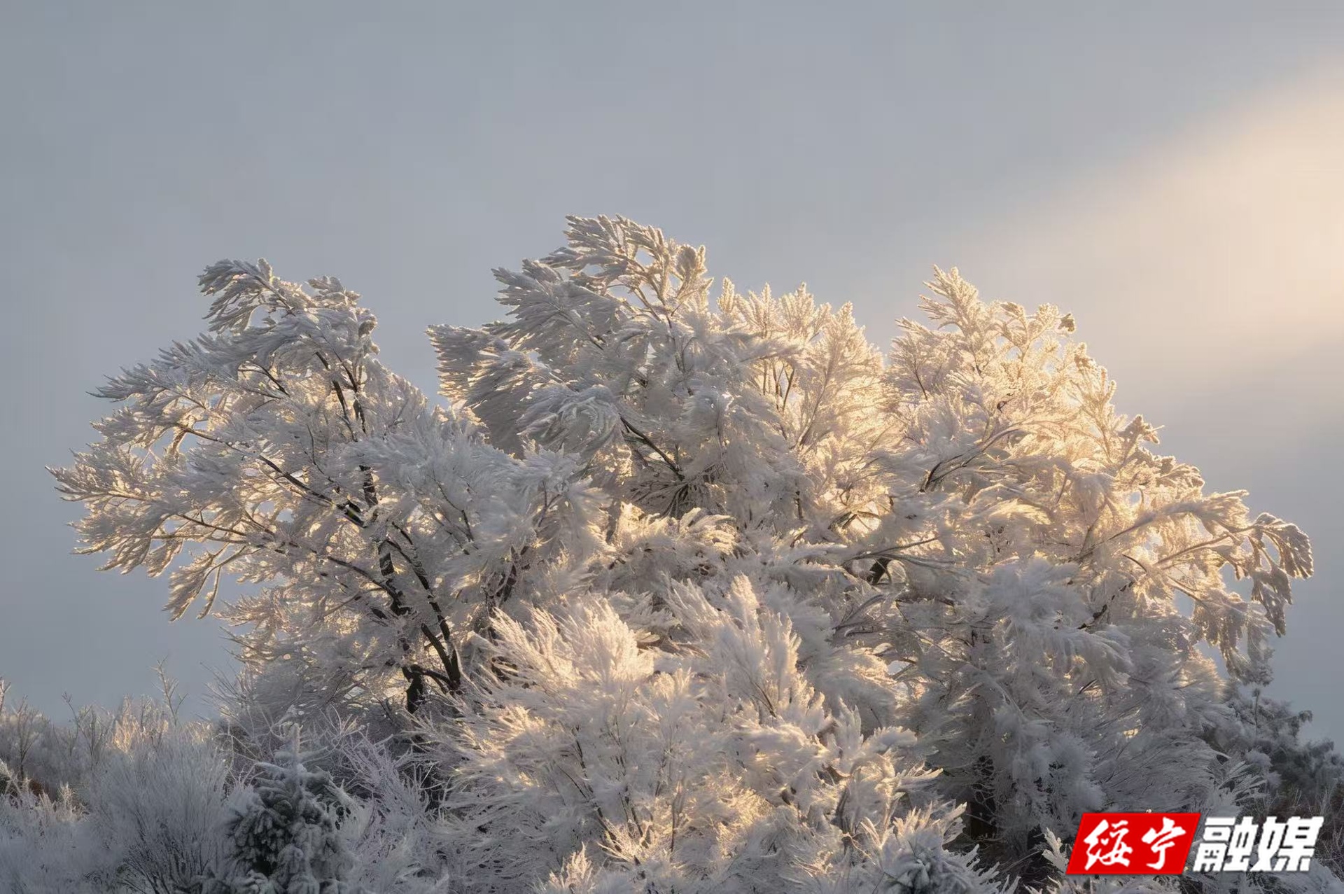 绥宁：银装素裹宛如仙境  宝鼎山雾凇引游客踏“雪”寻“凇”