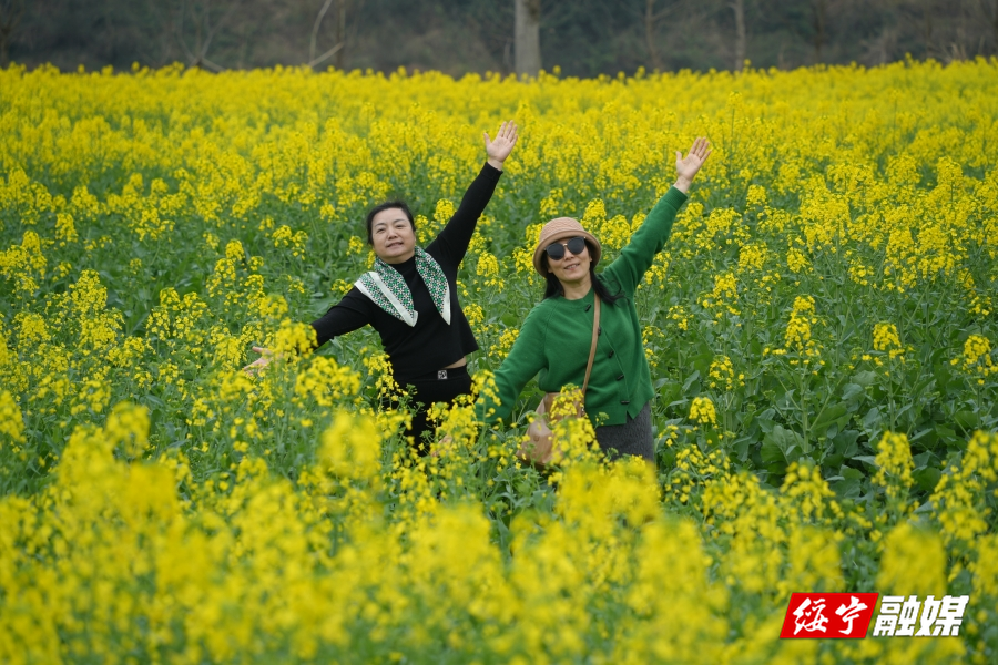 春天里的大美绥宁②丨田心村：百亩油菜花海盛放 春日盛景引客来