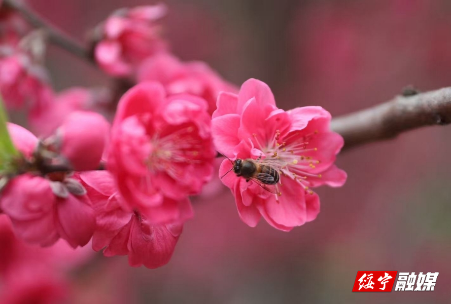 春天里的大美绥宁④丨春满苗乡花正开 关峡兰溪口桃花盛放引客来
