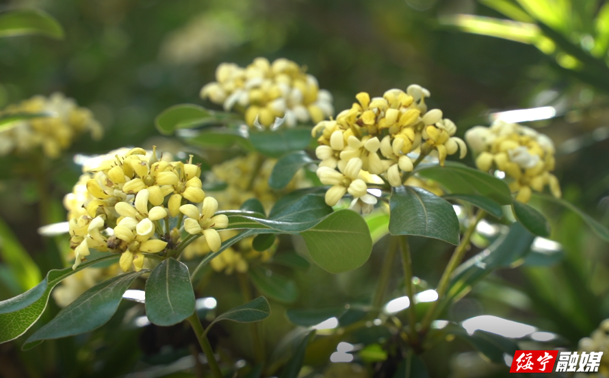 绥宁：又到海桐花开时