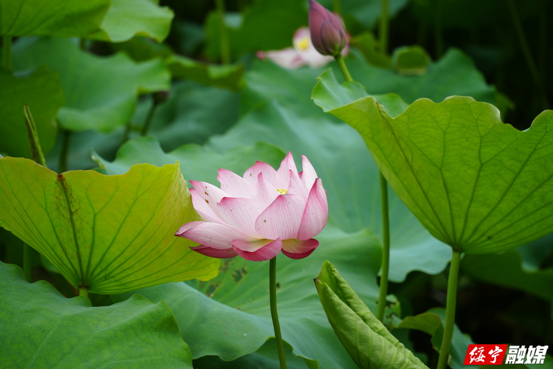 绥宁：荷花盛放迎客来  绘就湿地夏日最美画卷