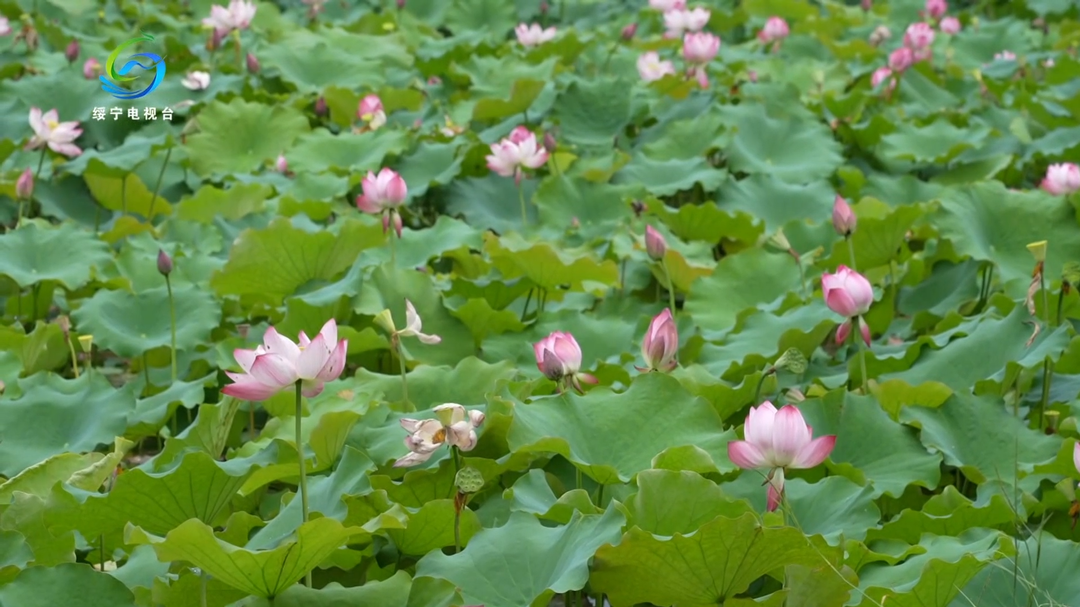 绥宁：荷花盛放迎客来 绘就湿地夏日最美画卷