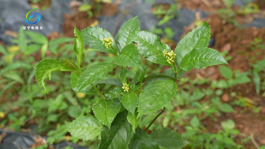 我县首个中草药科普教育基地建成