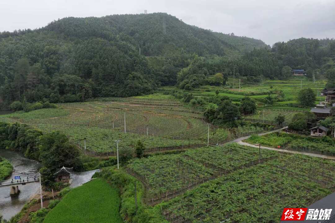 扎根苗侗深山践初心 实干担当绘就乡村振兴新画卷  ——记邵阳市党务工作者龙景先