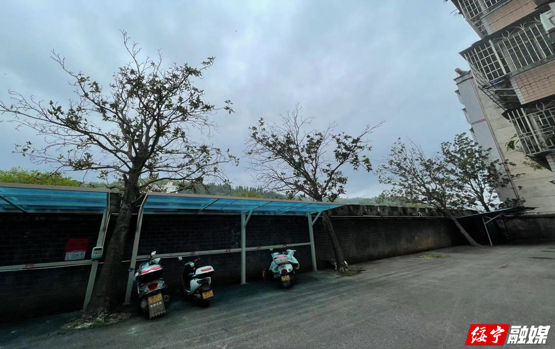 长铺镇和平社区响应居民诉求 清理倾斜危树守护群众安全