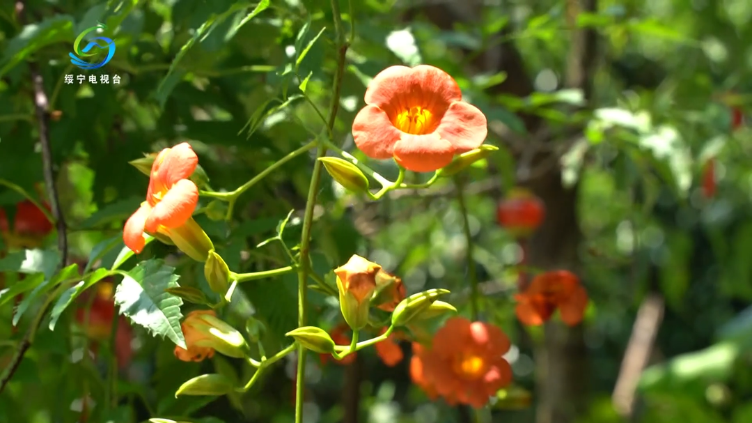 上堡村：小院凌霄花点亮美丽乡村