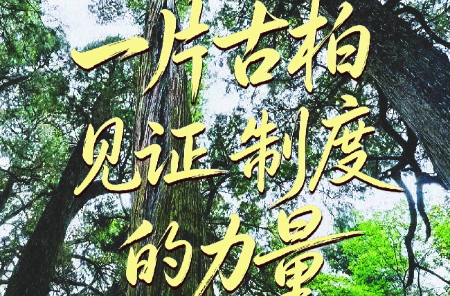 良法善治·回响｜一片古柏，见证制度的力量