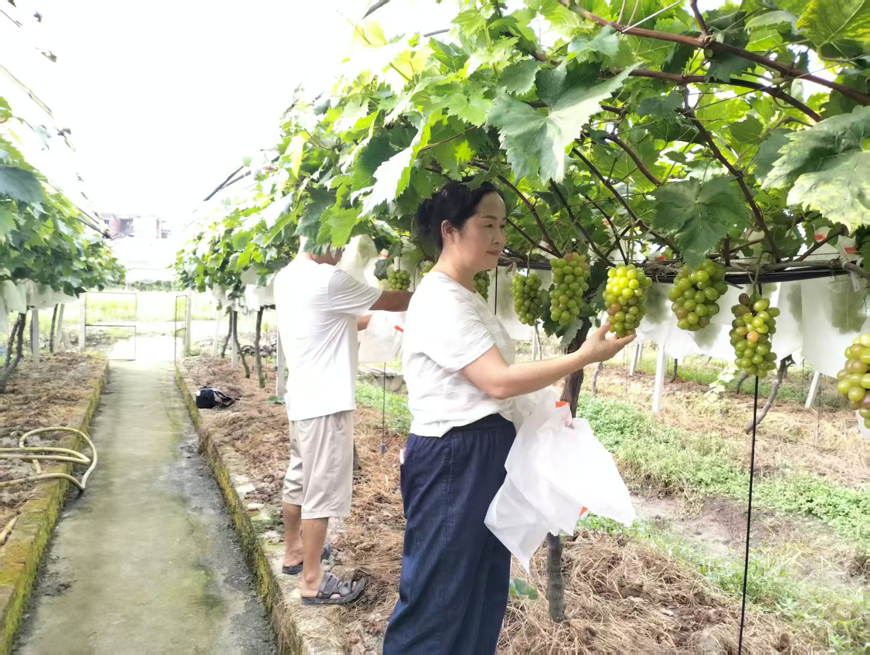 图片新闻丨东山侗族乡种植大户查看红提生长情况