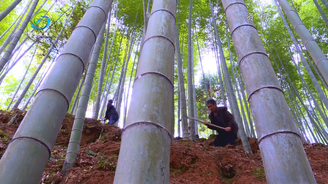 【乡村振兴进行时】绥宁：做强楠竹特色产业 让绿水青山变身金山银山