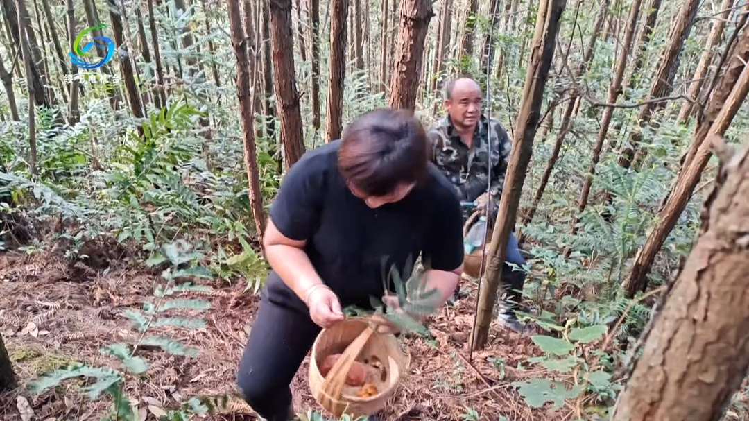 丝毛菌“破土”吸引居民纷纷上山采摘 辨别与食用安全绝不可大意