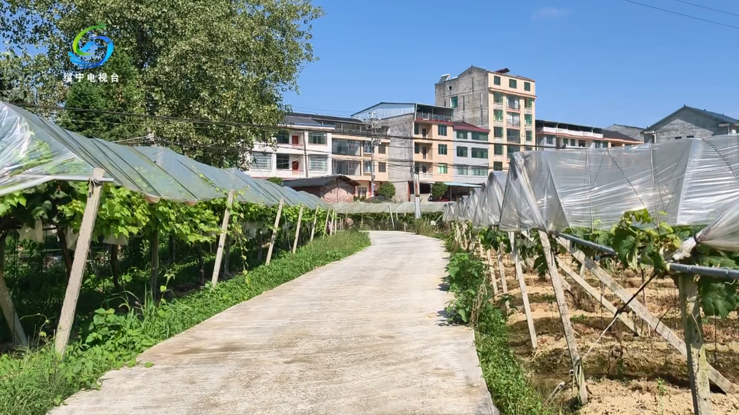 县政协开展红提产业发展情况专项视察