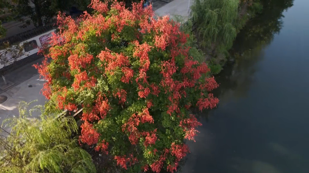 栾树花开缀枝头 秋日美景入画来