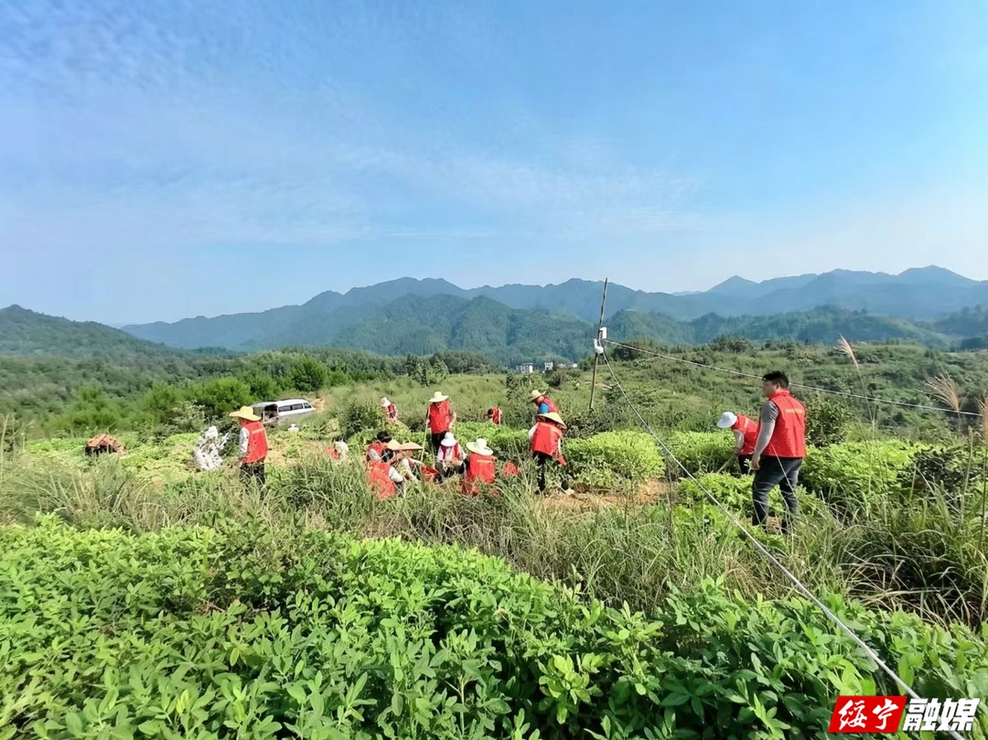 武阳镇：党建引领助秋收 田间采收七彩花生