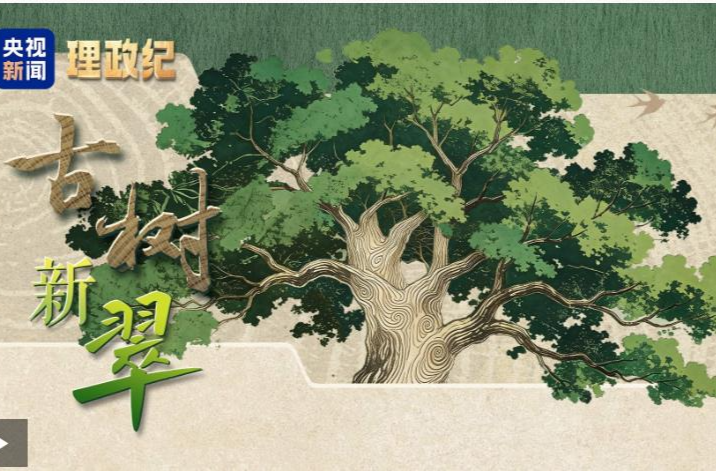 理政纪丨古树新翠