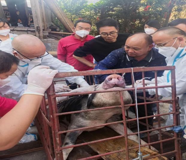 绥宁县举行秋冬季重大动物疫病防控专题会