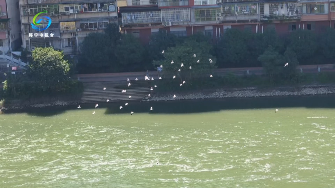 绥宁：巫水河畔白鹭飞