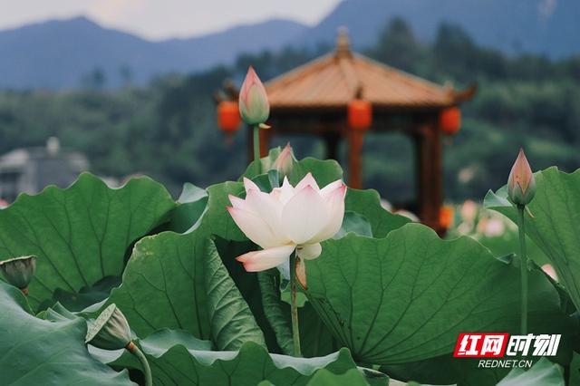 插柳村：荷花满池  风景如画