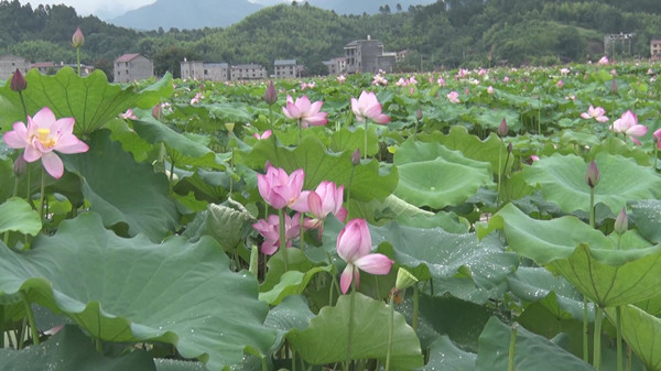 湿地荷花别样红