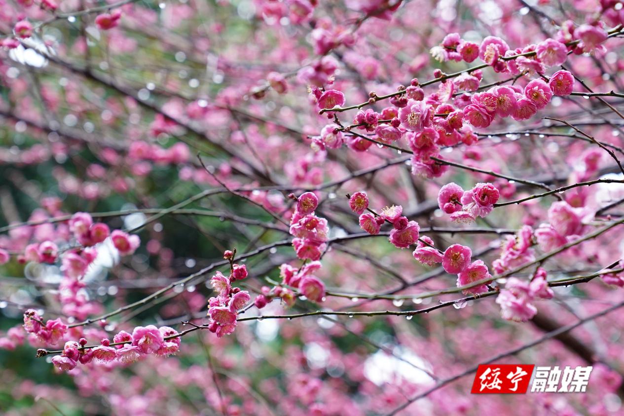 梅花凌寒绽放  吸引游客拍照