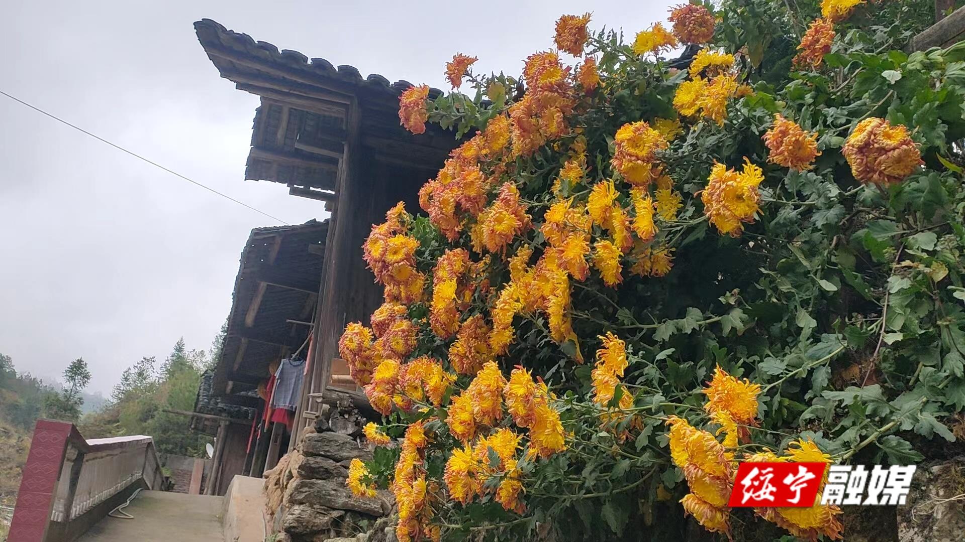 新团村：菊花开在家门口