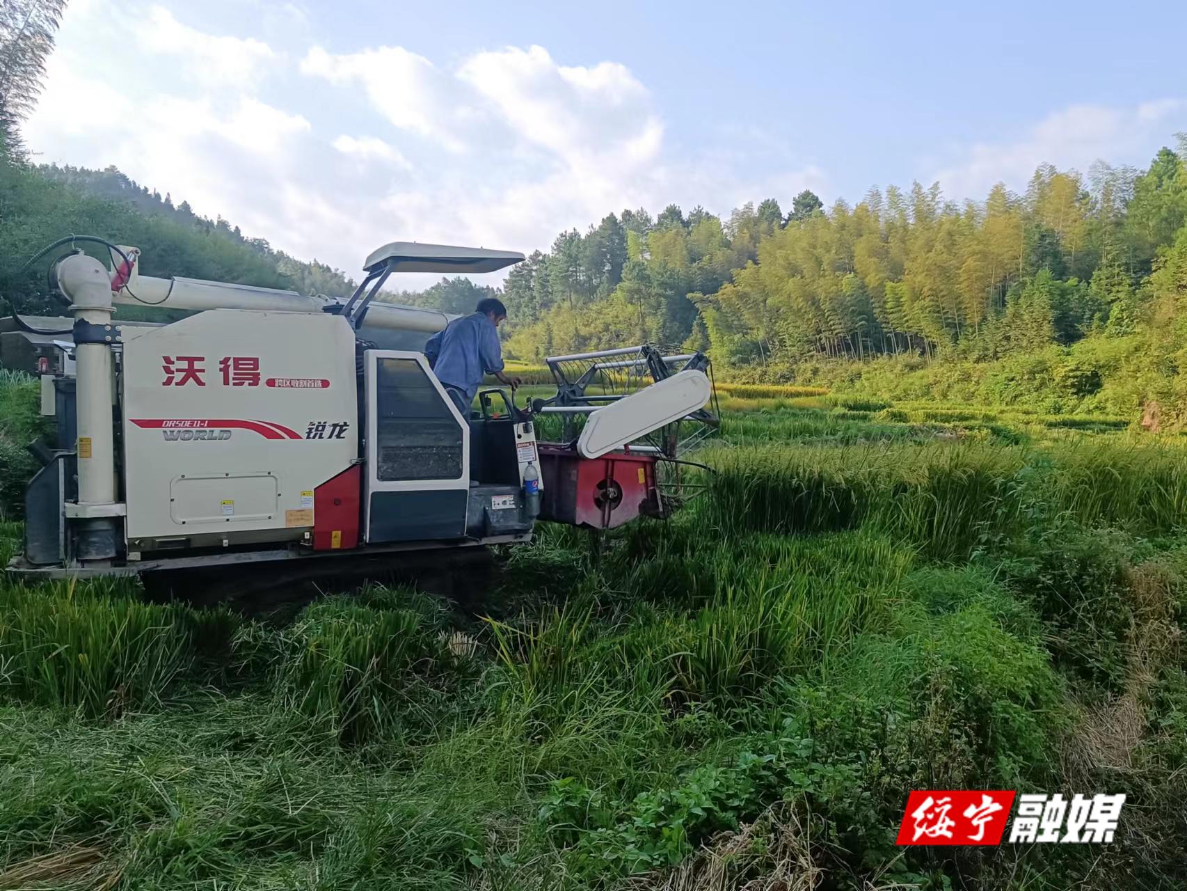 唐家坊镇：稻花香里说丰年